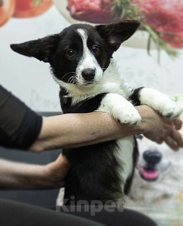 Собаки в Санкт-Петербурге: Щенки Вельш-корги кардиган Мальчик, 45 000 руб. - фото 8
