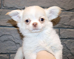 Собаки в Москве: СВЕЛЯЧОК. Щенок чихуахуа . Можно с доставкой Мальчик, 55 000 руб. - фото 1