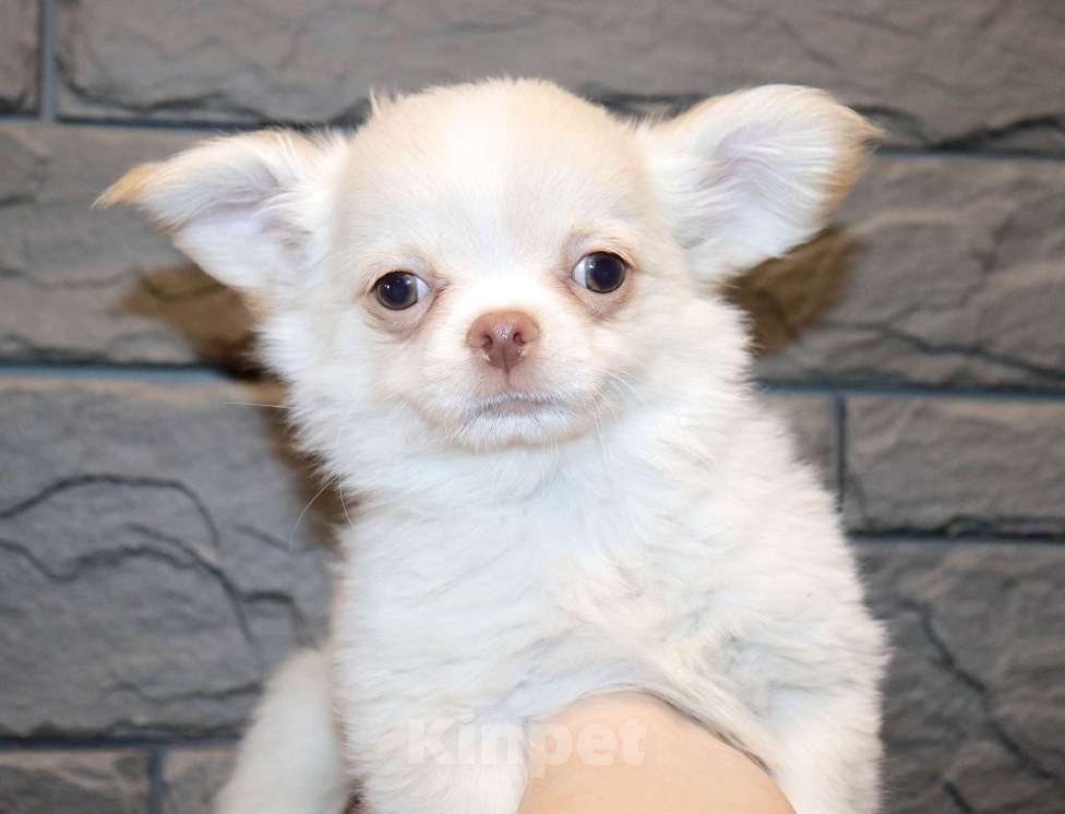 Собаки в Москве: СВЕЛЯЧОК. Щенок чихуахуа . Можно с доставкой Мальчик, 55 000 руб. - фото 1