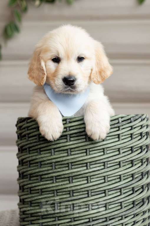 Собаки в Магнитогорске: Щенки золотистого ретривера Мальчик, 50 000 руб. - фото 4