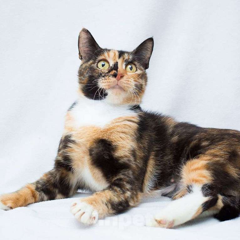 Кошки в Москве: Трехцветную кошечку кто-то выкинул в лес 🆘️ Срочный поиск дома Девочка, Бесплатно - фото 3