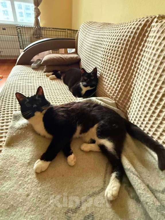 Кошки в Москве: Мила бархатное манто Девочка, Бесплатно - фото 7