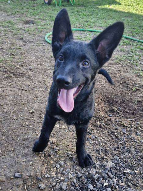 Собаки в Москве: Бывшедомашний малыш ищет дом! Мальчик, Бесплатно - фото 5