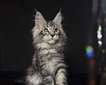 Кошки в Москве: Мейн-кун котенок Мальчик, Бесплатно - фото 2