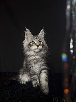 Мейн-кун котенок