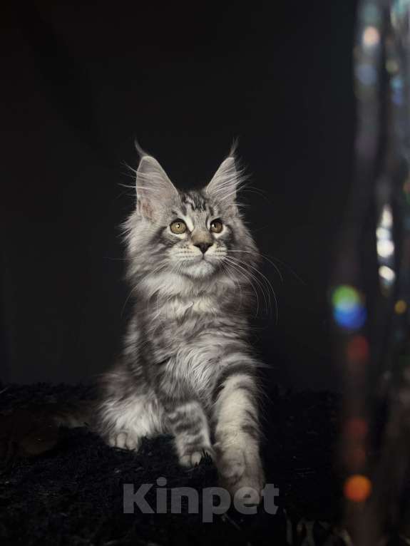 Кошки в Москве: Мейн-кун котенок Мальчик, Бесплатно - фото 2