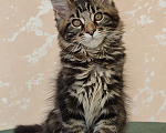 Кошки в Видном: Котята мейн-куны - Чудо с кисточками! Разнополые, 50 000 руб. - фото 7