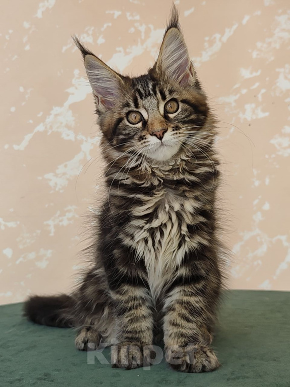 Кошки в Видном: Котята мейн-куны - Чудо с кисточками! Разнополые, 50 000 руб. - фото 7