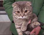Кошки в Москве: Ищет дом плюшевый Зайка Мальчик, Бесплатно - фото 1