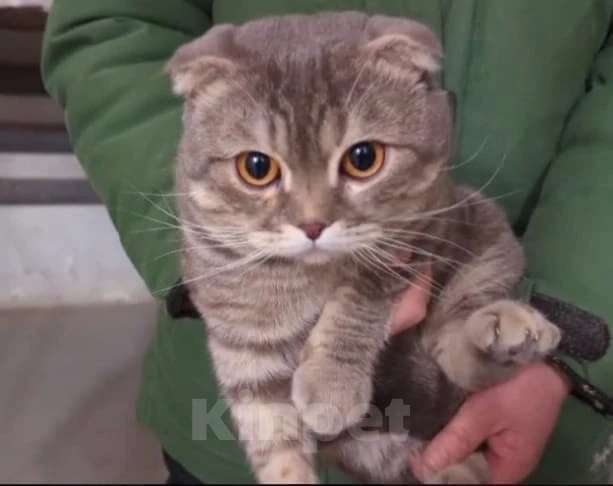 Кошки в Москве: Ищет дом плюшевый Зайка Мальчик, Бесплатно - фото 1