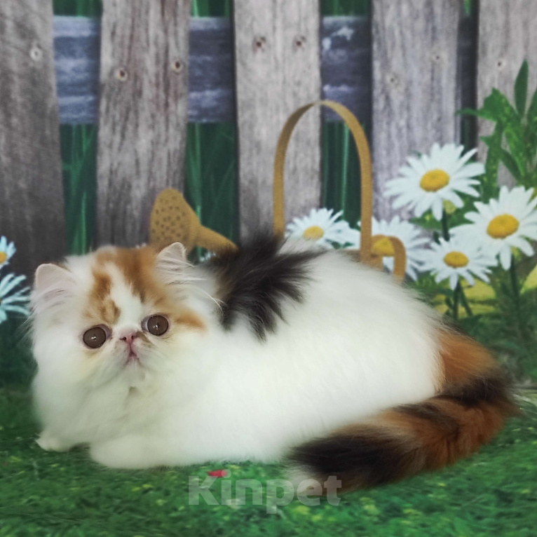 Кошки в Новосибирске: Персидская кошечка  Девочка, 40 000 руб. - фото 2