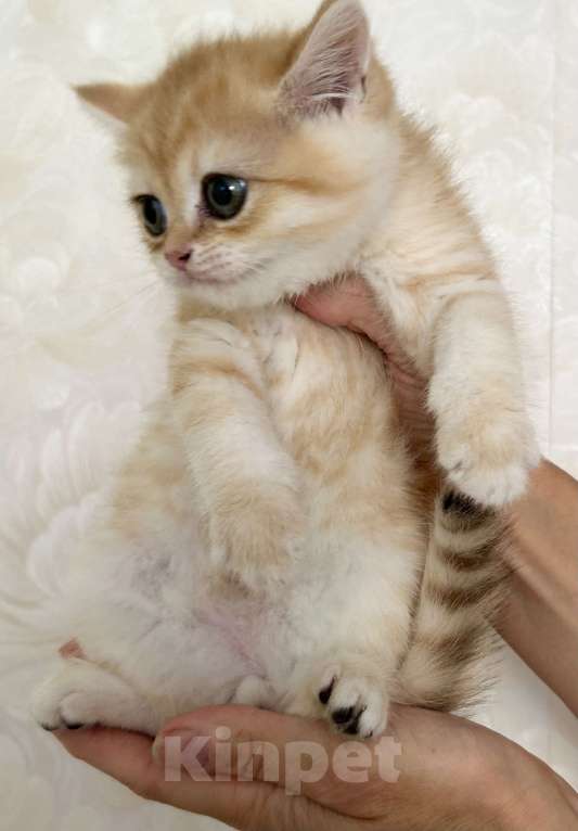 Кошки в Москве: Котик золотая шиншилла  Мальчик, 25 000 руб. - фото 4