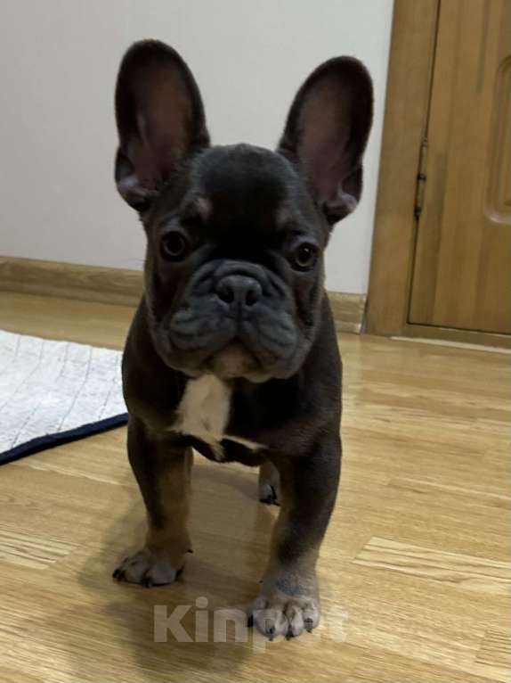 Собаки в Саратове: Щенок французского бульдога Мальчик, 60 000 руб. - фото 2