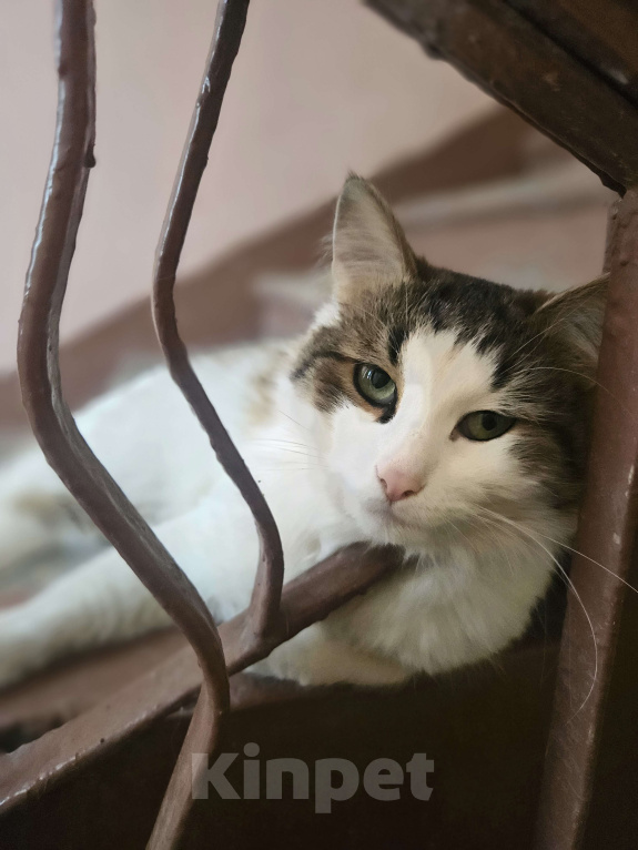 Кошки в Москве: Котик Пуш в добрые руки Мальчик, 1 руб. - фото 5