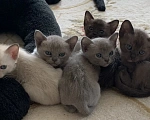 Кошки в Ростове-на-Дону: Котенок Европейской Бурмы Разнополые, 20 000 руб. - фото 2