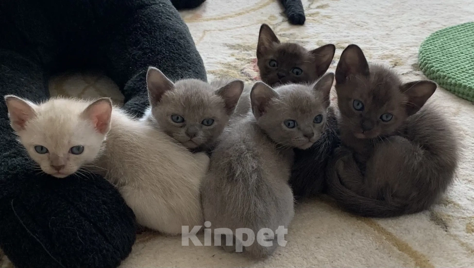Кошки в Ростове-на-Дону: Котенок Европейской Бурмы Разнополые, 20 000 руб. - фото 2