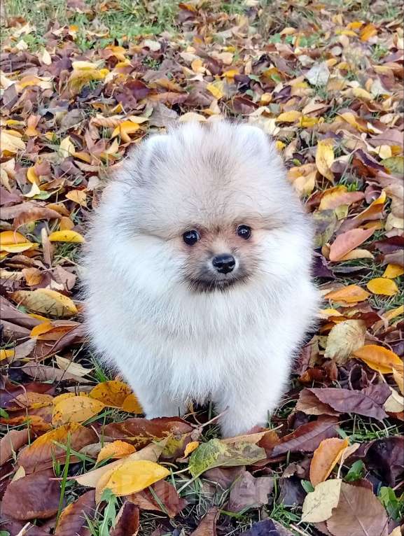 Собаки в Воронеже: Шпиц мишка Девочка, Бесплатно - фото 4