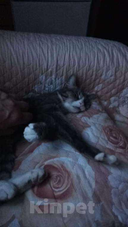 Кошки в Москве: Тимон Мальчик, Бесплатно - фото 3