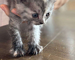 Кошки в Кемерово: Котята 1 месяц, родились 3 августа,  Мальчик, Бесплатно - фото 7