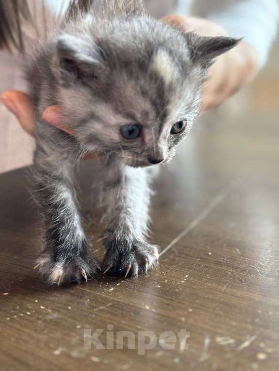 Кошки в Кемерово: Котята 1 месяц, родились 3 августа,  Мальчик, Бесплатно - фото 7