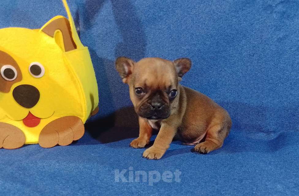 Собаки в Самаре: Девочки и мальчики французики Мальчик, 25 000 руб. - фото 4