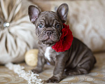 Собаки в Москве: Французский бульдог, щенок Мальчик, 50 000 руб. - фото 3