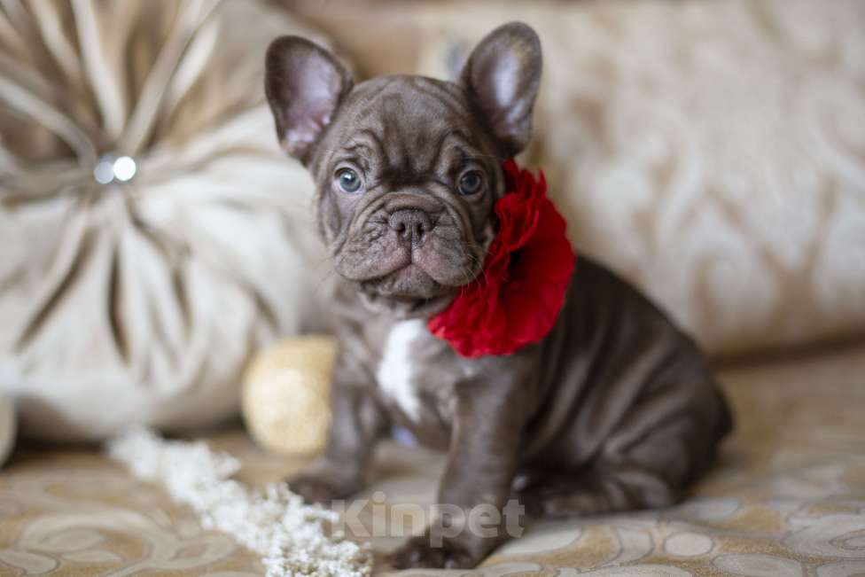 Собаки в Москве: Французский бульдог, щенок Мальчик, 50 000 руб. - фото 3