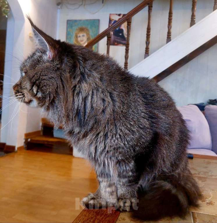 Кошки в Москве: Взрослый Мальчик, 1 руб. - фото 4