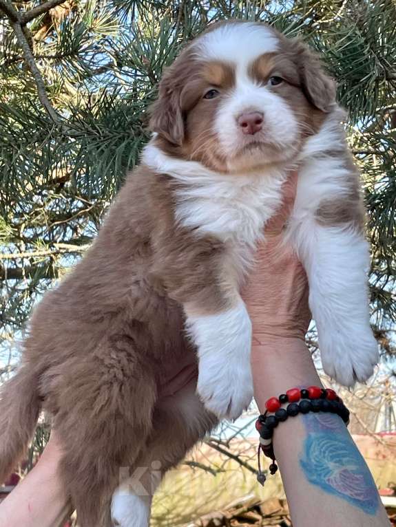 Собаки в других городах Ленинградской области: Австралийская овчарка (Аусси) Девочка, 80 000 руб. - фото 1