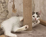 Кошки в Казани: Котята Разнополые, Бесплатно - фото 2