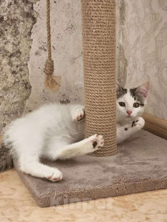 Кошки в Казани: Котята Разнополые, Бесплатно - фото 2