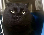 Кошки в Москве: Чёрный британский кот Бегемот Мальчик, Бесплатно - фото 1