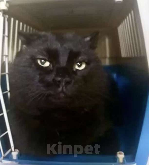 Кошки в Москве: Чёрный британский кот Бегемот Мальчик, Бесплатно - фото 1