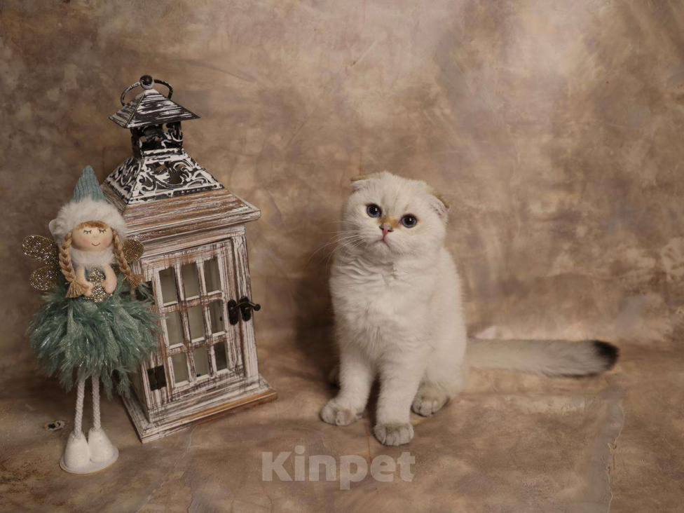 Кошки в Москве: Шотландский вислоухий короткошёрстный котёнок Мальчик, 50 000 руб. - фото 5