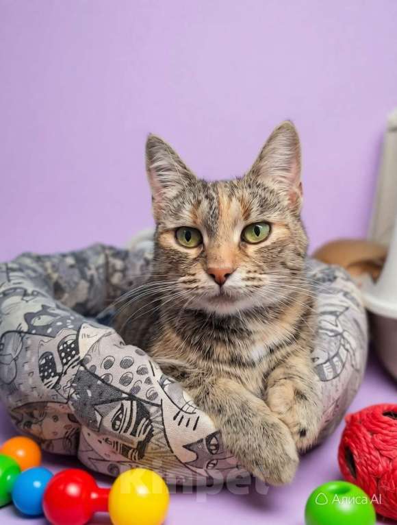 Кошки в Санкт-Петербурге: Очень ласковая молодая кошка. Кастририована, привита. Девочка, Бесплатно - фото 4