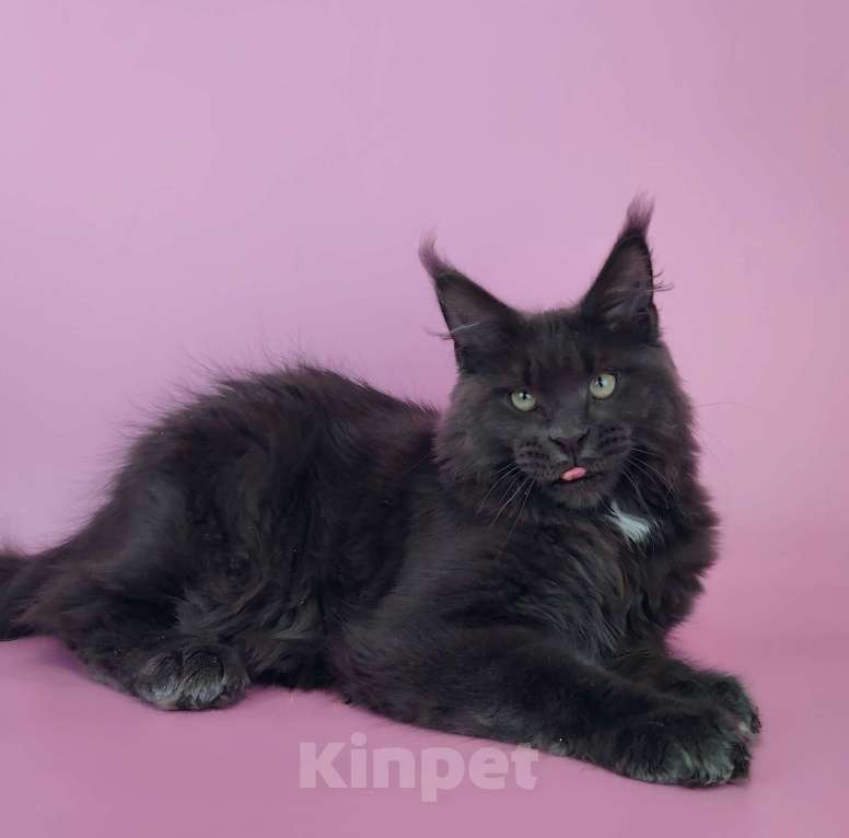 Кошки в Тюмени: Котенок мейн-кун Мальчик, 75 000 руб. - фото 1