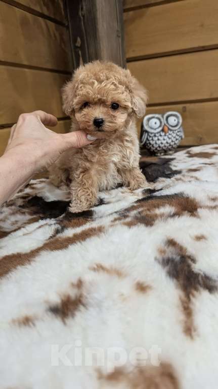 Собаки в Москве: Девочка мальтипу Девочка, 100 000 руб. - фото 3