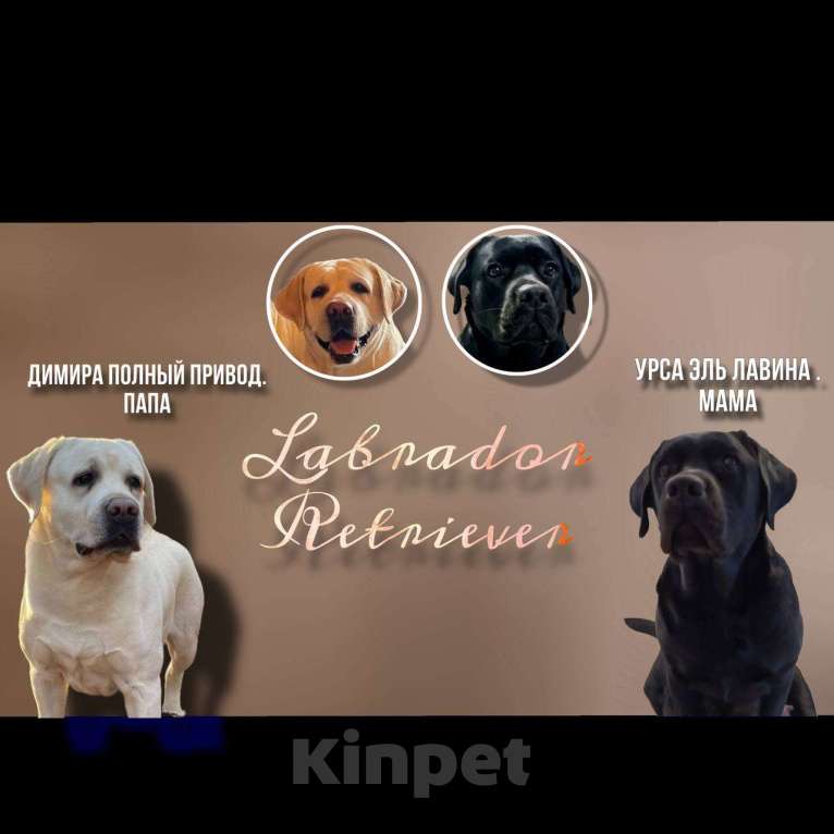 Собаки в других городах Московской области: Лабрадор ретривер Мальчик, 55 000 руб. - фото 1