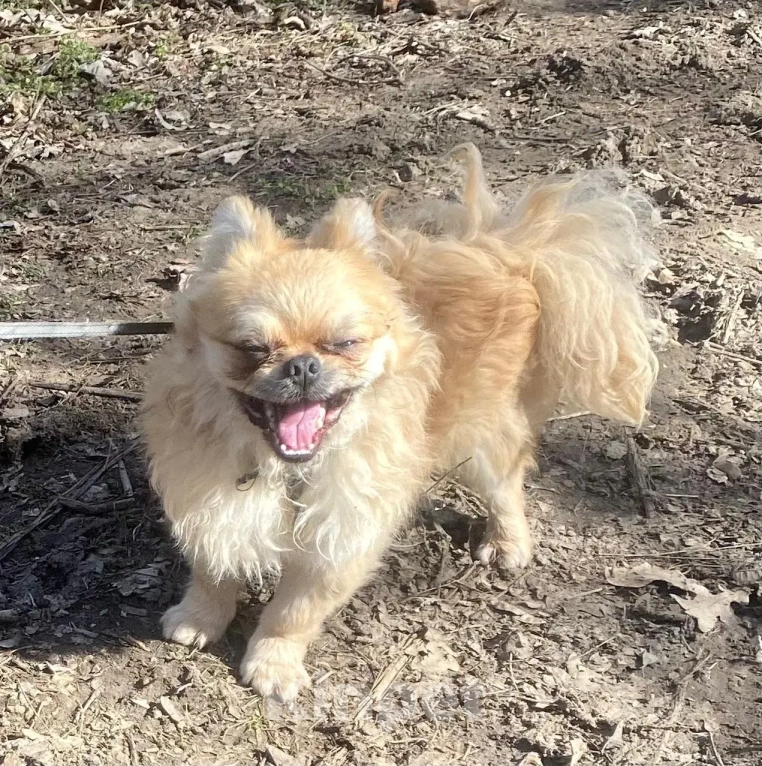 Собаки в Ростове-на-Дону: Красавец Марик в поисках дома! Мальчик, Бесплатно - фото 4