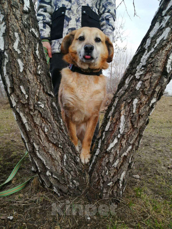 Собаки в Москве: Злата! Нежная девочка в Добрые руки! Девочка, Бесплатно - фото 3