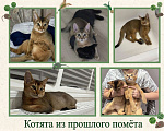 Кошки в Благодарном: Абиссинские котята Разнополые, Бесплатно - фото 7