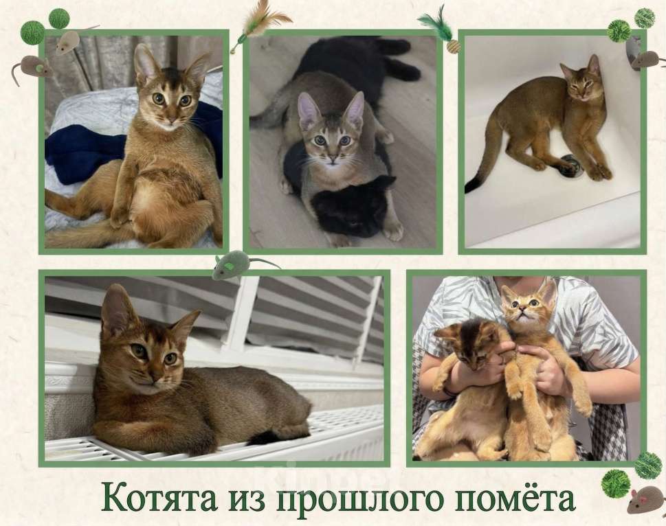 Кошки в Благодарном: Абиссинские котята Разнополые, Бесплатно - фото 7