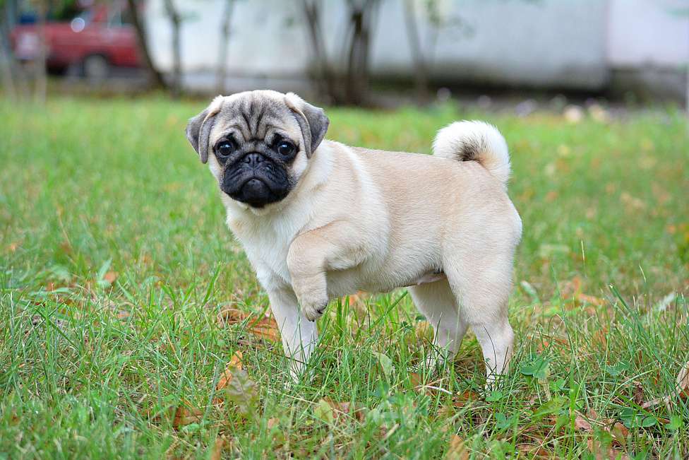 Собаки в Самаре: Продам щенка  мопс Девочка, Бесплатно - фото 4