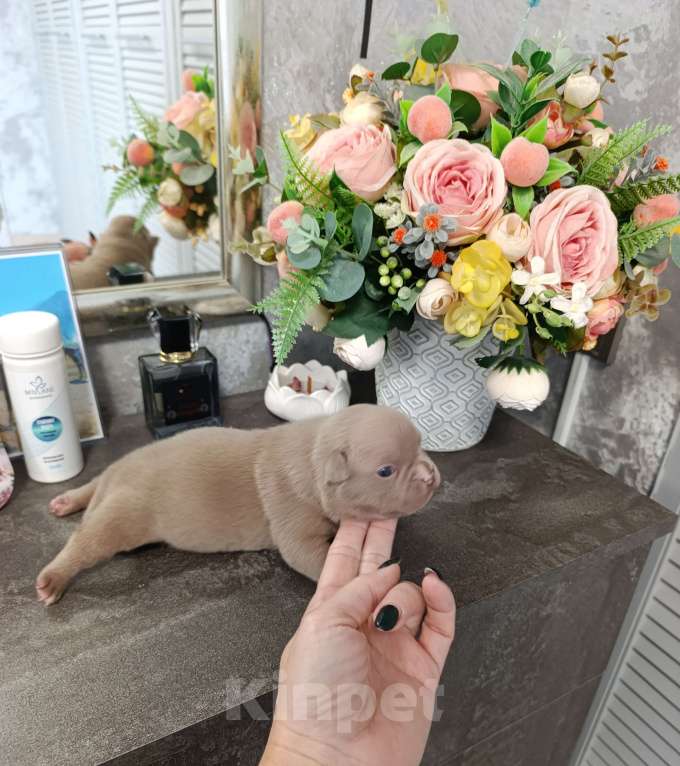 Собаки в Краснодаре: Мальчик  Мальчик, 100 000 руб. - фото 3