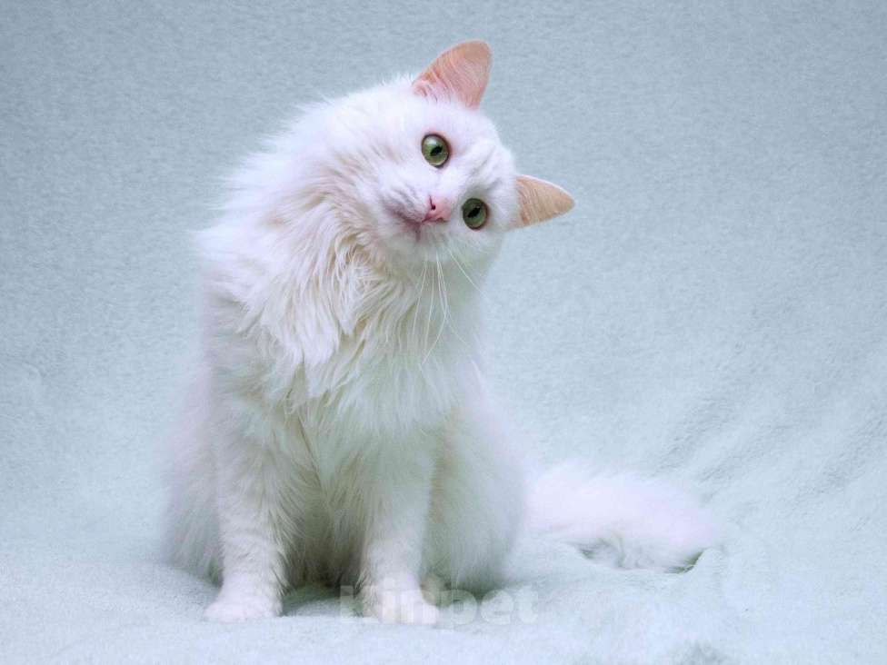 Кошки в Москве: Нежный ласковый белый котик Тимоша Мальчик, Бесплатно - фото 2