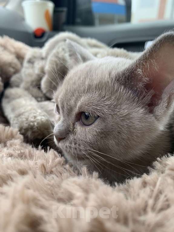 Кошки в Котельнике: Бурманский котенок Девочка, 40 000 руб. - фото 2