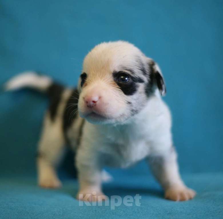 Собаки в Кирове: Девочки корги кардиган Девочка, 50 000 руб. - фото 7