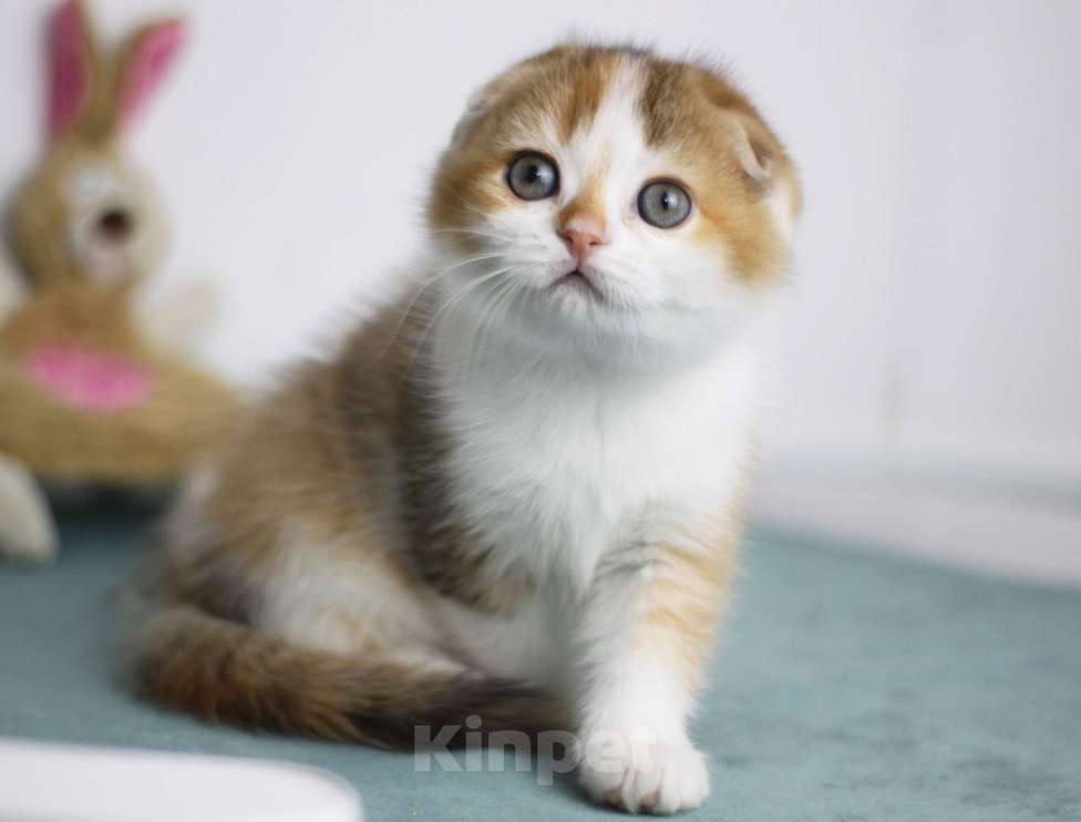 Кошки в Москве: Гаëн Девочка, 30 000 руб. - фото 2