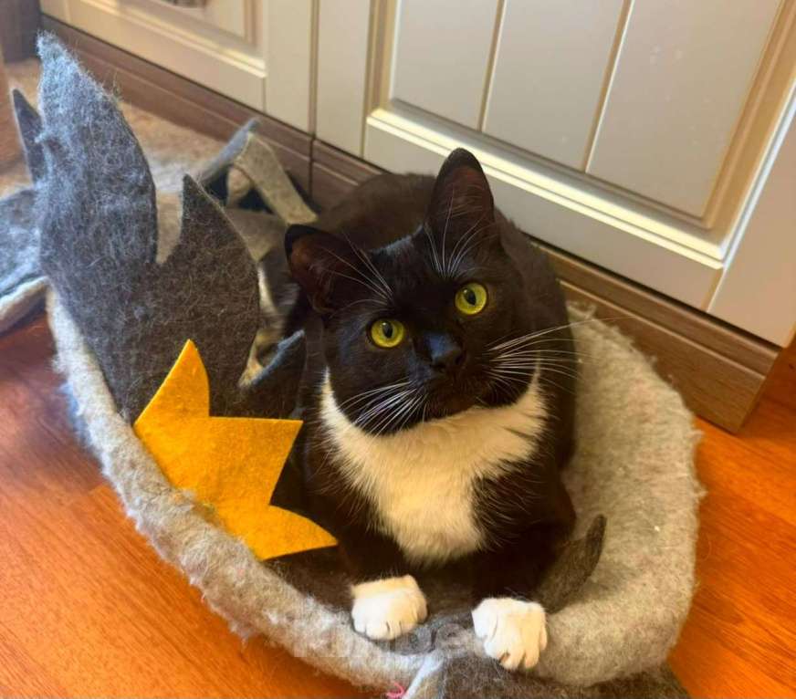 Кошки в Москве: Мила бархатное манто Девочка, Бесплатно - фото 9