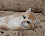 Кошки в Махачкале: Милый мальчик  Мальчик, 35 000 руб. - фото 5